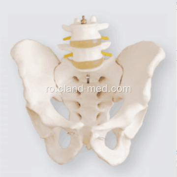Pelvisul de dimensiuni mari cu vertebre lombare 2pcs